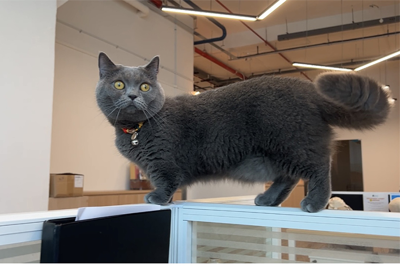 Dusty the cat balancing well